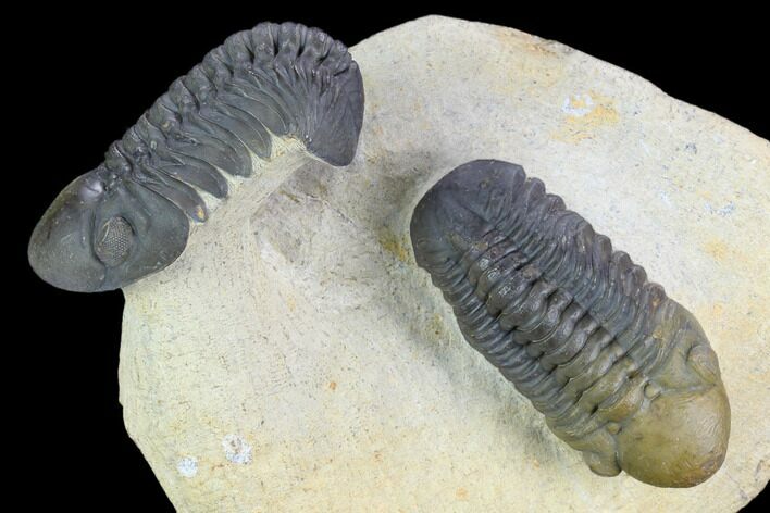 Two Beautiful Reedops Trilobites - Atchana, Morocco #125467